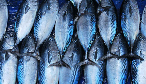 Steps to Control Escalating Fish Prices During Festive Season