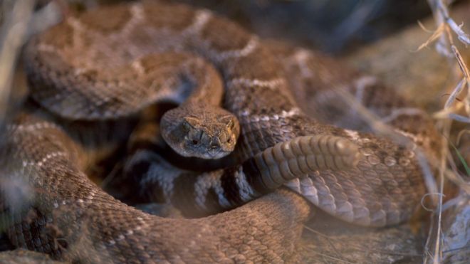 Texas Man Nearly Dies After Being Bitten By Severed Snake Head