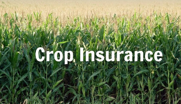 Crop insurance free for 6 varieties from Yala Season