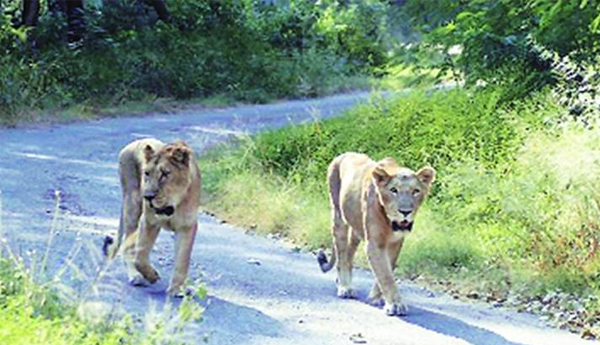 Lions, Pumas Escape From German Zoo; Police in Pursuit