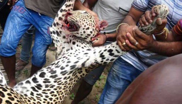 Kilinochchi Leopard Killers To Be Arrested………