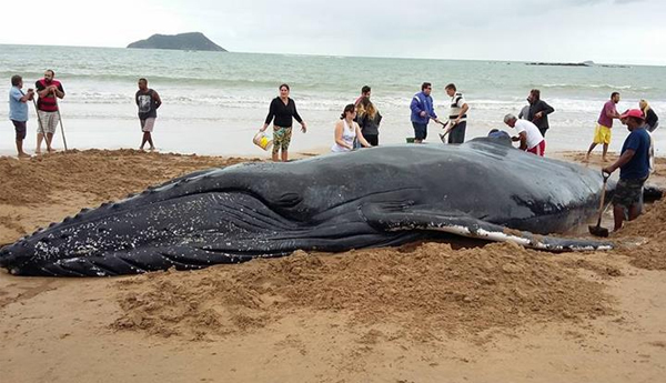 Whale Dies from Eating More Than 80 Plastic Bags