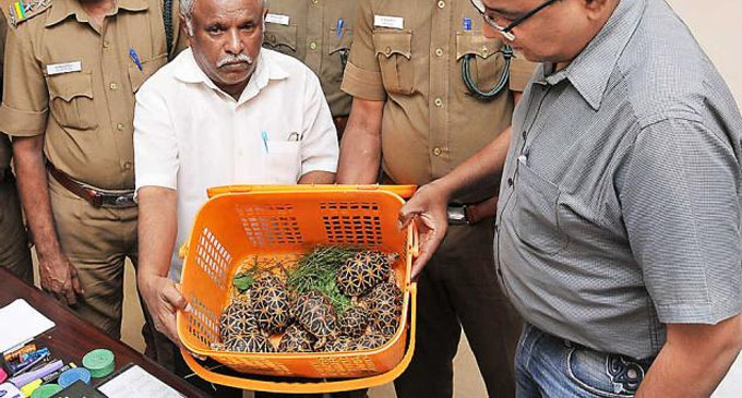 India to send back seized exotic turtles to Sri Lanka