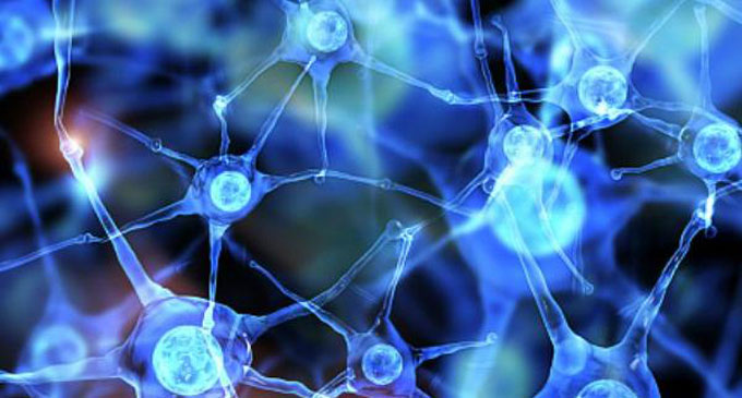 Brain’s immune cells influence sexual behaviour development Brain’s immune cells influence sexual behaviour development
