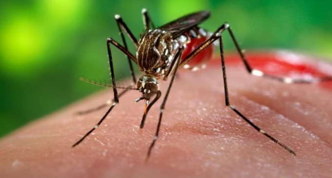 Over 8000 Dengue patients from the Western Province