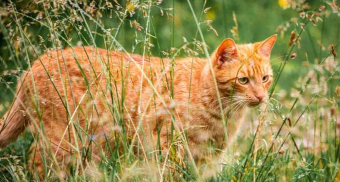 New Zealand village’s plans to ban cats