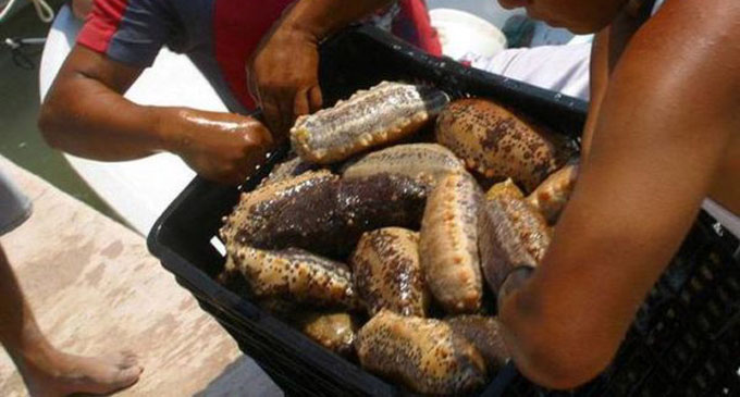 Sea cucumber meant to be smuggled into Sri Lanka seized in Tamil Nadu