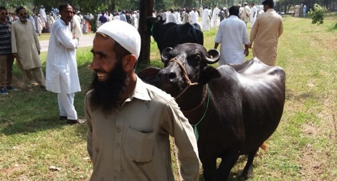 Pakistan: Cash-starved Imran Khan govt auctions 8 buffaloes kept by Nawaz Sharif at PM House Pakistan: Cash-starved Imran Khan govt auctions 8 buffaloes kept by Nawaz Sharif at PM House