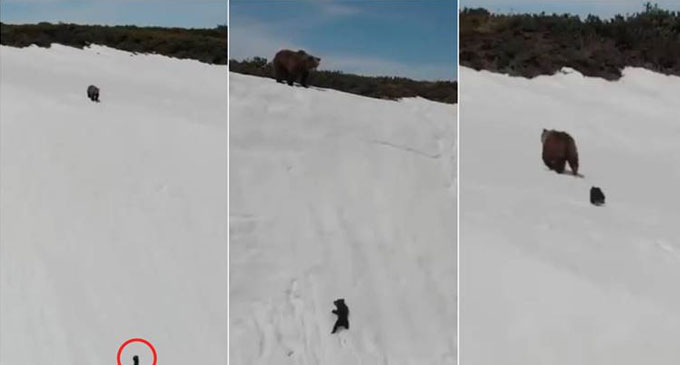 Bear cub’s struggle to climb up a snowy mountain gives lesson of ‘hope’ to netizens