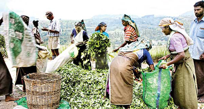 Plantation workers’ wages to increase through budgetary allocation