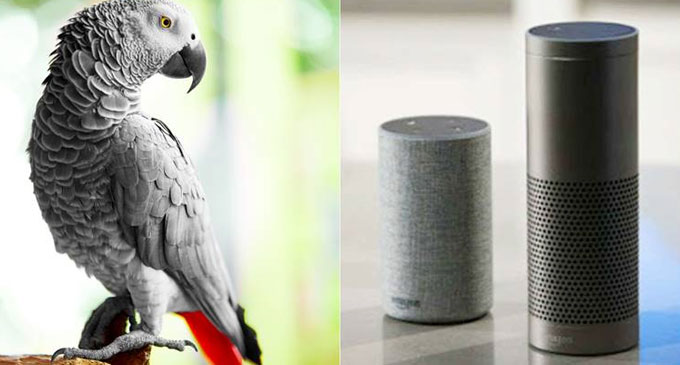 Naughty parrot befriends owner’s Alexa and orders goodies from Amazon