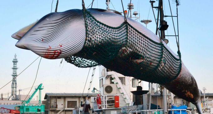 Japan to restart commercial whaling after deadlock with International Whaling Commission Japan to restart commercial whaling after deadlock with International Whaling Commission