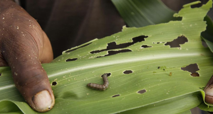 UN Agriculture Agency pledges support to contain fall armyworm in Sri Lanka