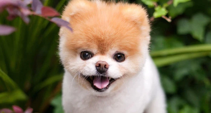 ‘World’s cutest dog’ Boo dies from a broken heart