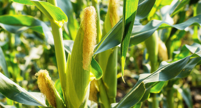 Five chemicals identified for Sena worm Five chemicals identified for Sena worm