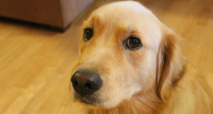 Investigations commenced into killing of a dog