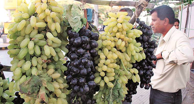 Pest certification puts brakes on grape exports to Russia and Sri Lanka, prices fall Pest certification puts brakes on grape exports to Russia and Sri Lanka, prices fall