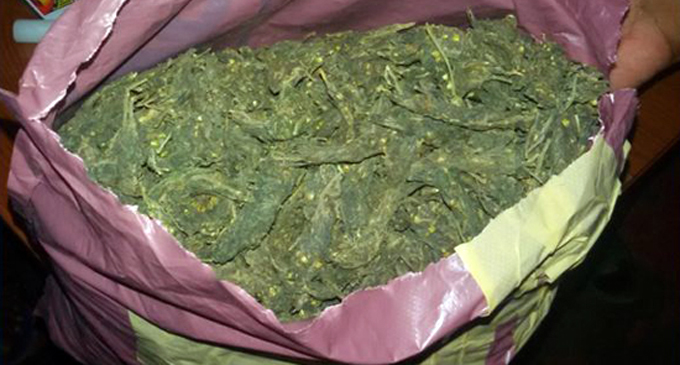 Navy apprehends a person with 39.32 kg of Kerala cannabis