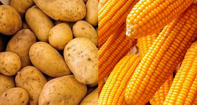 Import Levies on potatoes and maize increased Import Levies on potatoes and maize increased