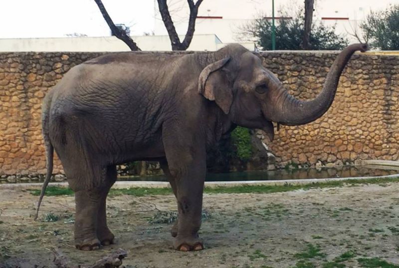 World’s ‘saddest elephant’ passes away