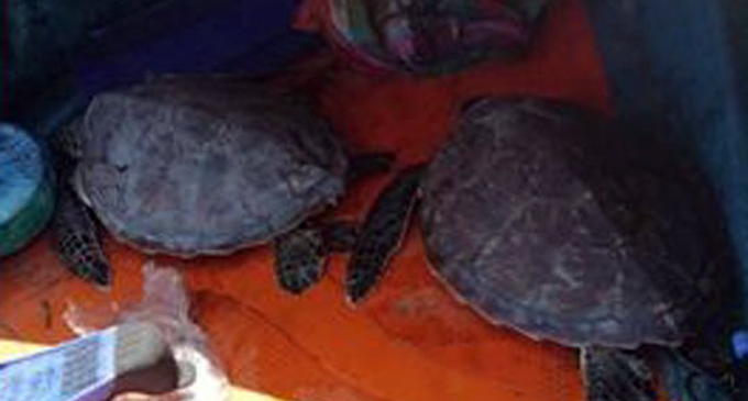 Three turtle catchers nabbed by Navy