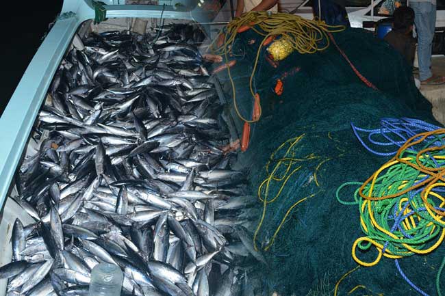 Navy apprehends 31 over illegal fishing