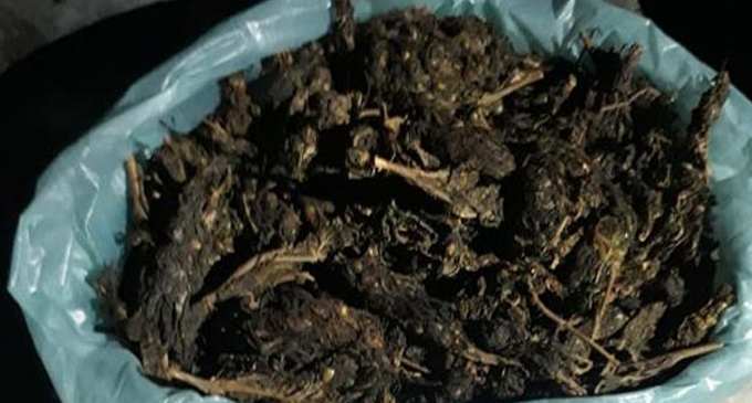 Navy holds a person with Kerala Cannabis