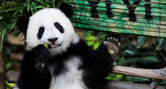 Second giant panda born in Malaysia named Yi Yi