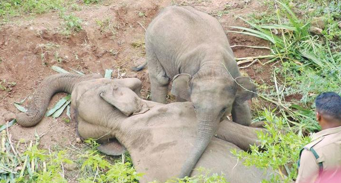 A fifth elephant found dead in Habarana