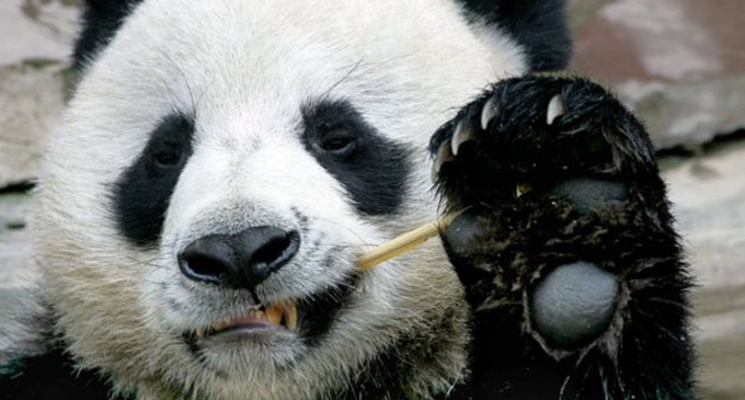 Giant panda death in Thailand leaves China asking questions