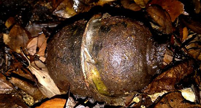 Three hand grenades found from abandoned land in Moratuwa