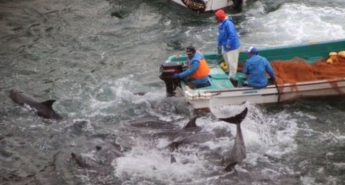 Taiji cove hunt: Japan starts controversial dolphin hunt Taiji cove hunt: Japan starts controversial dolphin hunt