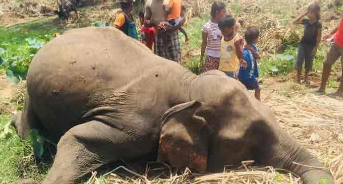 Probe launched into suspicious death of four elephants – [IMAGES]