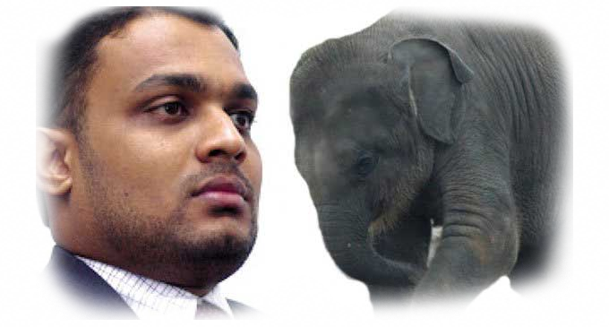Illegal elephant calf case fixed for Nov 6