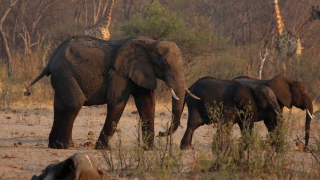 Drought-hit Zimbabwe ‘sells young elephants overseas’