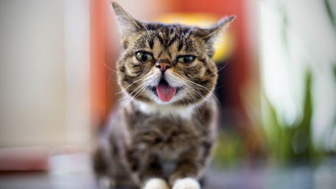 Lil Bub: Cat with millions of online fans dies