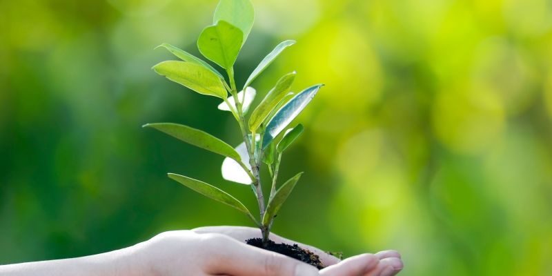 National tree planting week declared