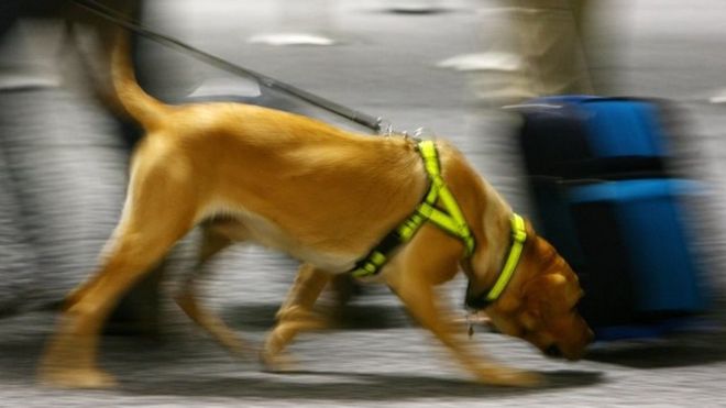 US stops sending sniffer dogs to Jordan and Egypt