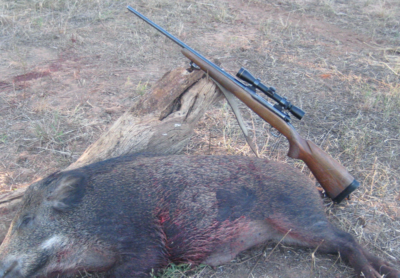 Gun shot aimed at wild boar kills friend
