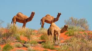 Australian Aboriginal officials approve killing up to 10,000 feral camels