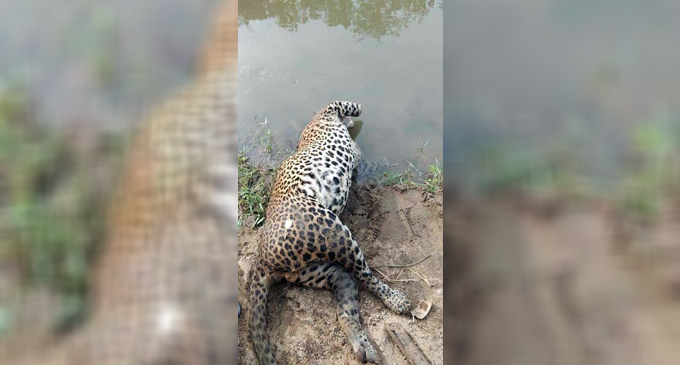 Four arrested over leopard killing