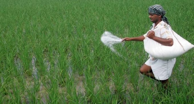 Free fertilizer for paddy farmers from ‘yala season’