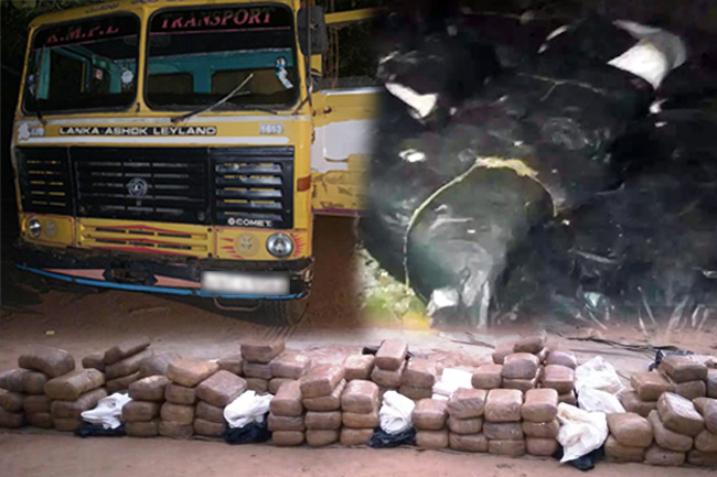 SL Army arrests man transporting 323kg of Kerala Cannabis