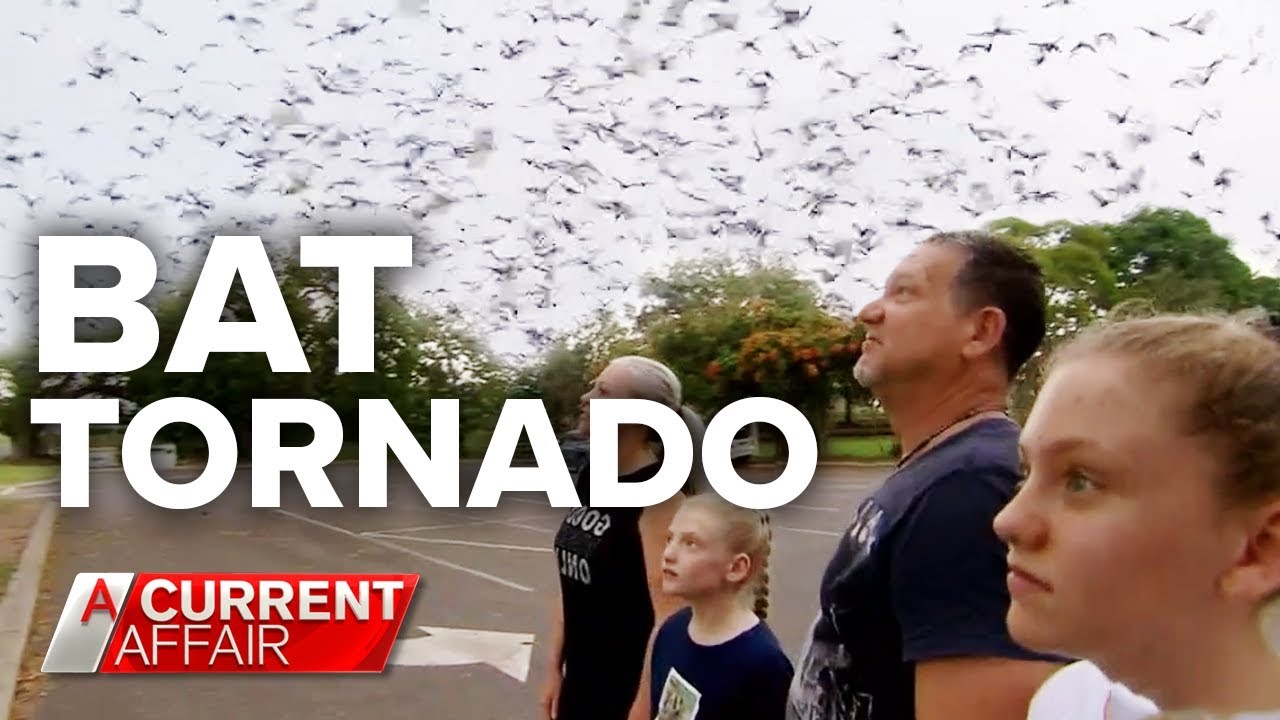 Australia: ‘Bat tornado’ invades Queensland town – [VIDEO]