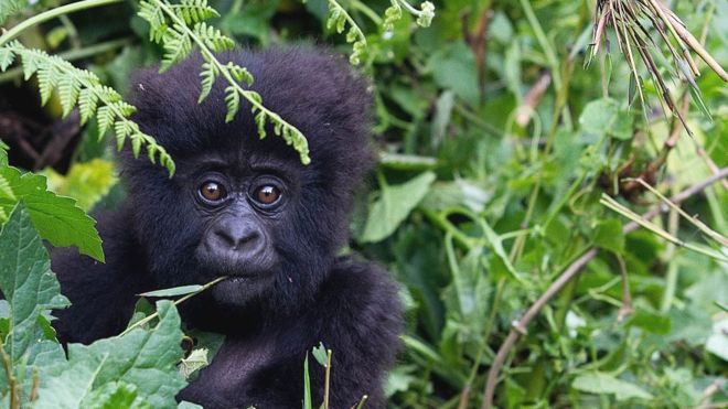 Great apes on lockdown over threat of disease Great apes on lockdown over threat of disease