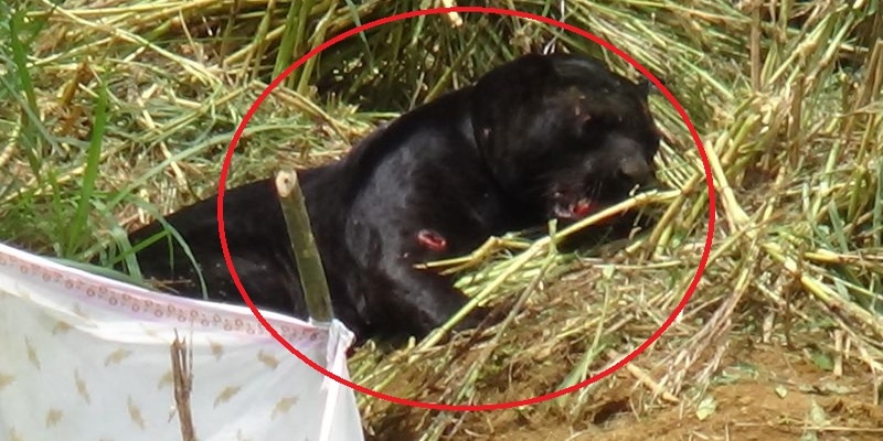 Black leopard: Suspect who laid the snare nabbed