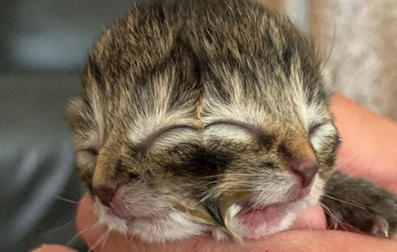 Kitten born with two faces in Oregon