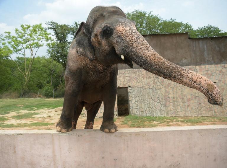 Pakistan agrees to free lonely elephant Kaavan from Sri Lanka