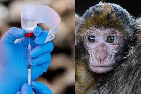 Coronavirus vaccine: Macaque monkey trial offers hope Coronavirus vaccine: Macaque monkey trial offers hope