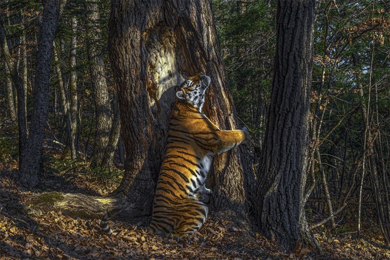 Hidden camera’s hugging tiger wins wildlife photo award